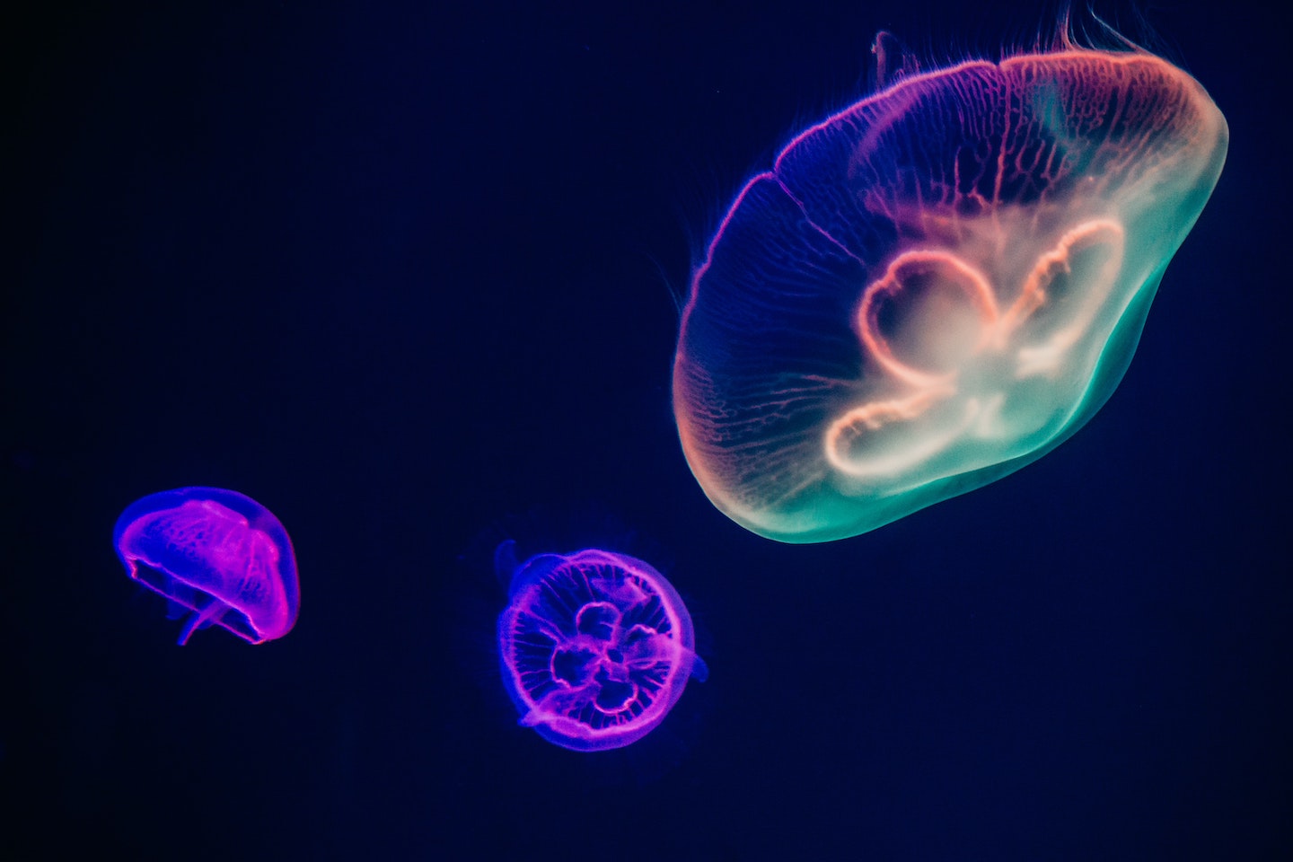 Three jellyfish in a rainbow of colors floating underwater